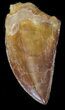 Serrated, Carcharodontosaurus Tooth #42284-2